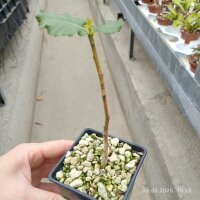 Boswellia popoviana