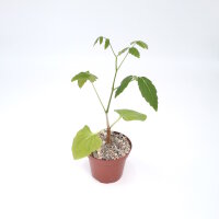 Cyphostemma laza v. laza