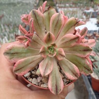Aeonium cv. Bronze Medal