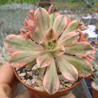 Aeonium cv. Bronze Medal