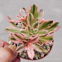 Aeonium cv. Bronze Medal