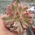 Aeonium cv. Bronze Medal