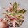 Aeonium cv. Bronze Medal