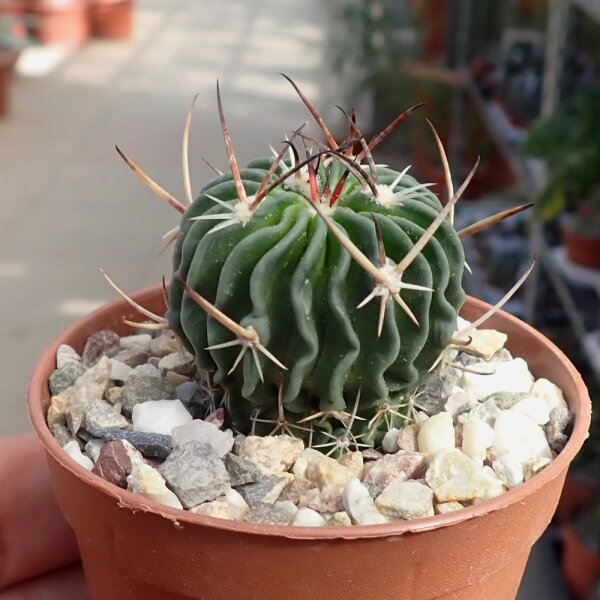 Stenocactus crispatus f. lamellosus, Pozuelos