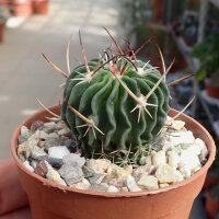 Stenocactus crispatus f. lamellosus, Pozuelos