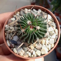 Stenocactus crispatus f. lamellosus, Pozuelos
