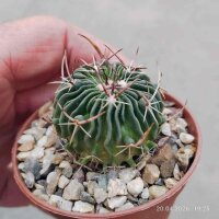 Stenocactus crispatus f. lamellosus, Pozuelos