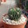 Stenocactus crispatus f. lamellosus, Pozuelos