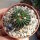 Stenocactus crispatus f. lamellosus, Pozuelos