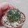 Stenocactus crispatus f. lamellosus, Pozuelos