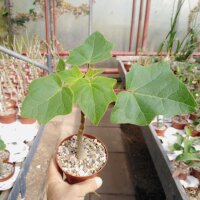 Uncarina decaryi