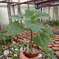 Uncarina decaryi