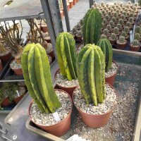 Polaskia chichipe variegata