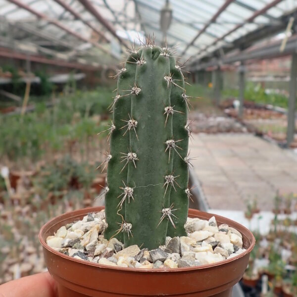 Armatocereus godingianus