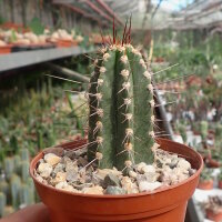 Praeocereus euchlorus