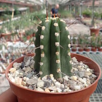 Praeocereus euchlorus