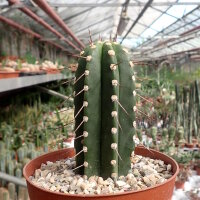 Praeocereus euchlorus