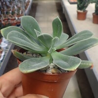 Aeonium dehrenbergii