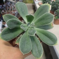 Aeonium dehrenbergii