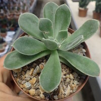 Aeonium dehrenbergii