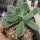 Aeonium dehrenbergii