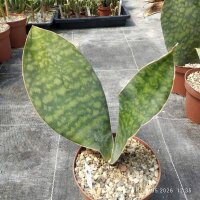 Sansevieria masoniana