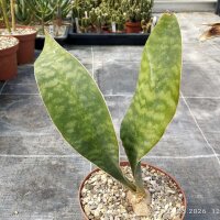 Sansevieria masoniana