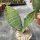 Sansevieria masoniana