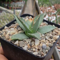 Agave utahensis v. eborispina (dw)