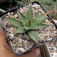 Agave utahensis v. eborispina (dw)