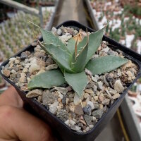 Agave utahensis v. eborispina (dw)