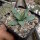 Agave utahensis v. eborispina (dw)