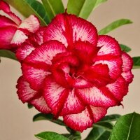 Adenium obesum Burning Star gepfr.