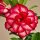 Adenium obesum Burning Star gepfr.