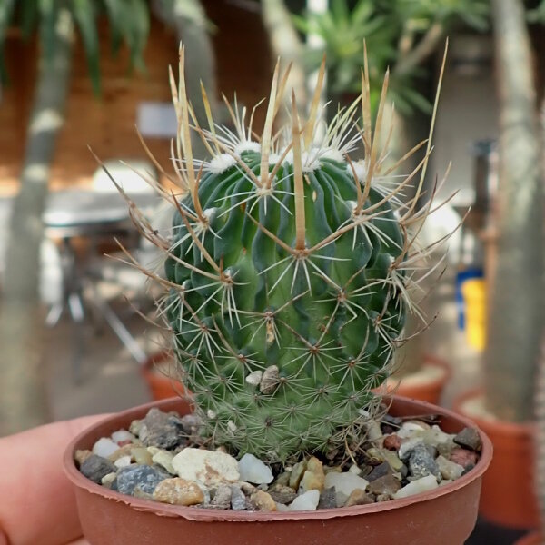 Stenocactus erectocentrus SB 1883