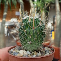 Stenocactus erectocentrus SB 1883