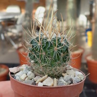 Stenocactus erectocentrus SB 1883