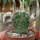 Stenocactus erectocentrus SB 1883