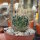 Stenocactus erectocentrus SB 1883