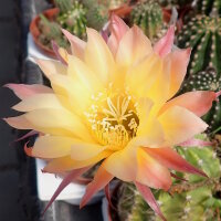 Echinopsis-Hybr. Goldstar