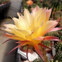 Echinopsis-Hybr. Goldstar