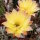 Echinopsis-Hybr. Goldstar