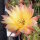 Echinopsis-Hybr. Goldstar