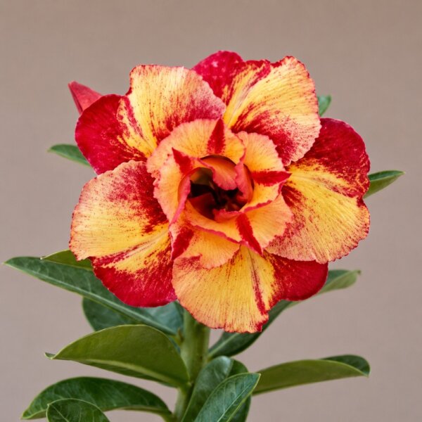 Adenium obesum Mumbai Onyx gepfr.