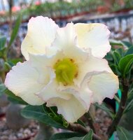 Adenium obesum Mumbai Luck gepfr.