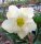 Adenium obesum Mumbai Luck gepfr.