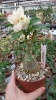 Adenium obesum Mumbai crush gepfr.