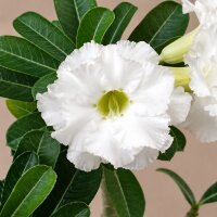 Adenium obesum Mumbai Jade Jewel gepfr.