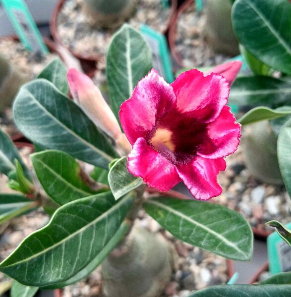 Adenium obesum Zenoa gepfr.