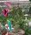 Adenium obesum Zenoa gepfr.